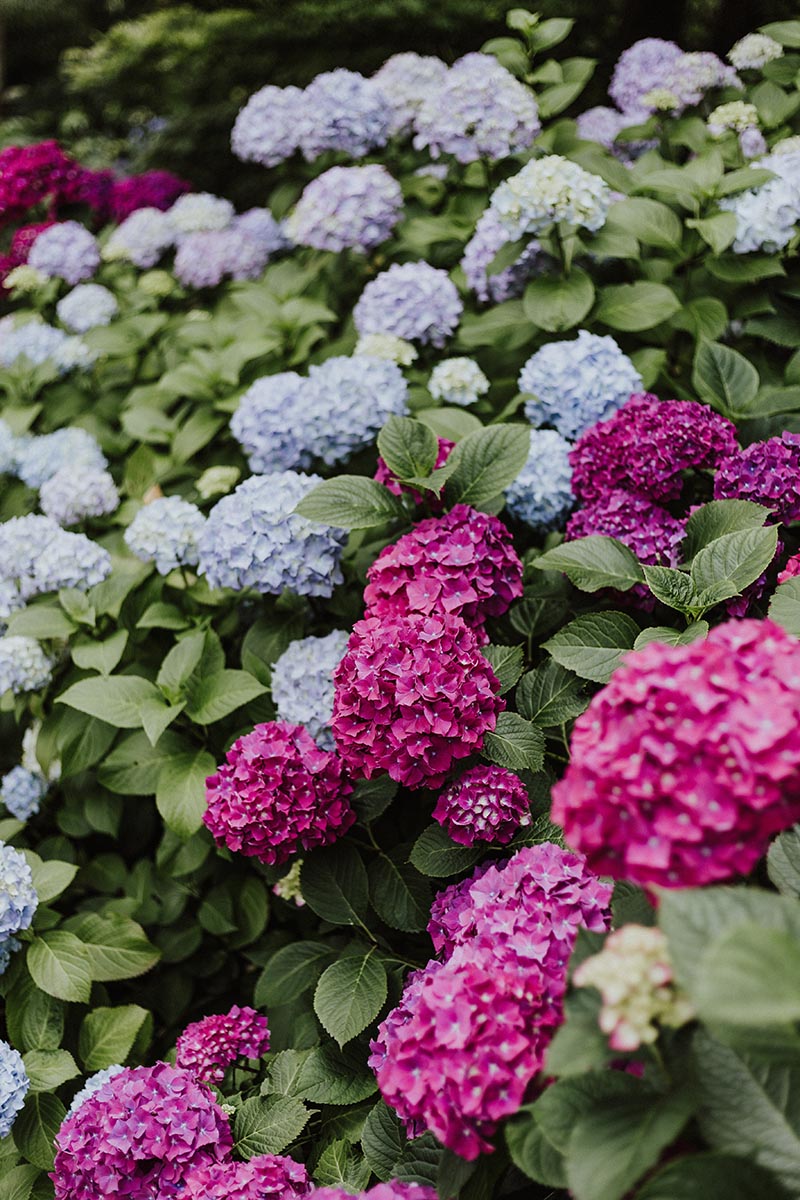 How to Grow Hydrangeas in North Texas The Garden Pixie