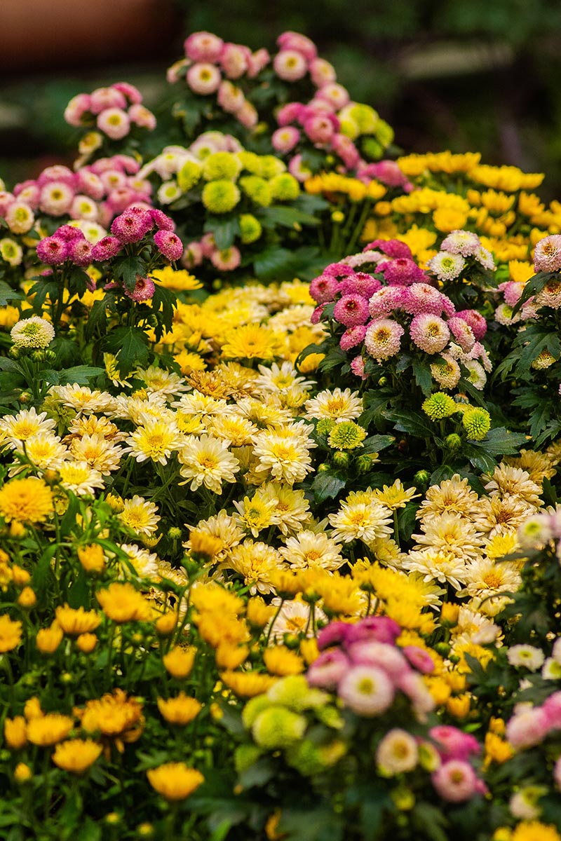How to Grow Rainbow Chrysanthemum The Garden Pixie