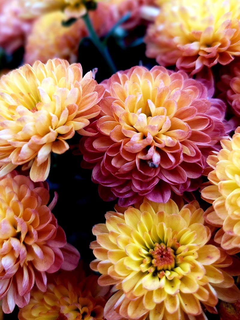 How to Grow Rainbow Chrysanthemum The Garden Pixie