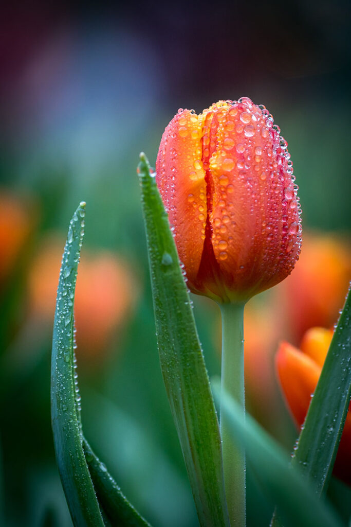 how to grow tulips in Florida 02