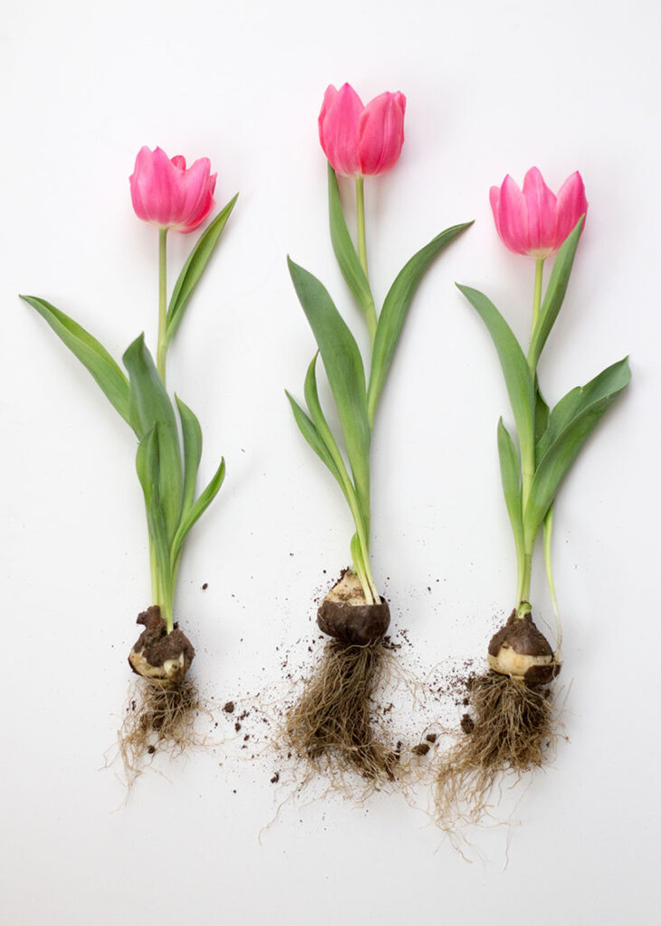 Understanding bulbous plants