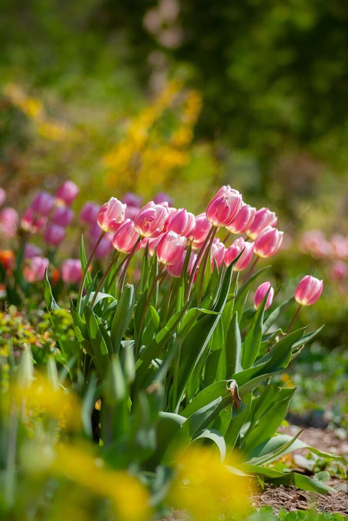 how to grow tulips in Florida 09