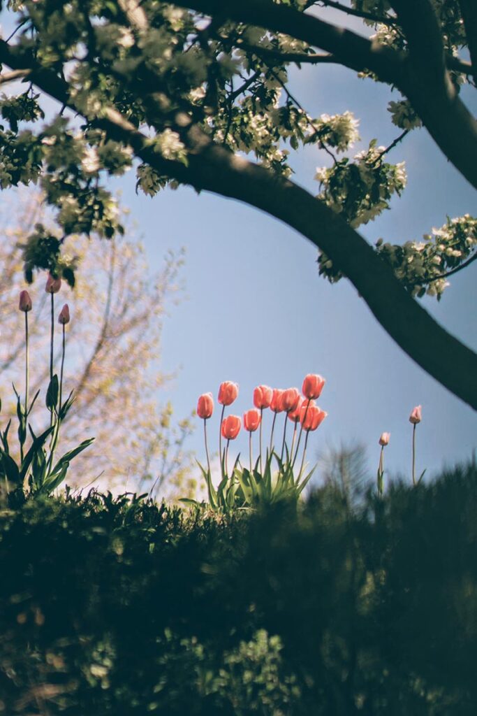 Enjoying tulips in your garden
