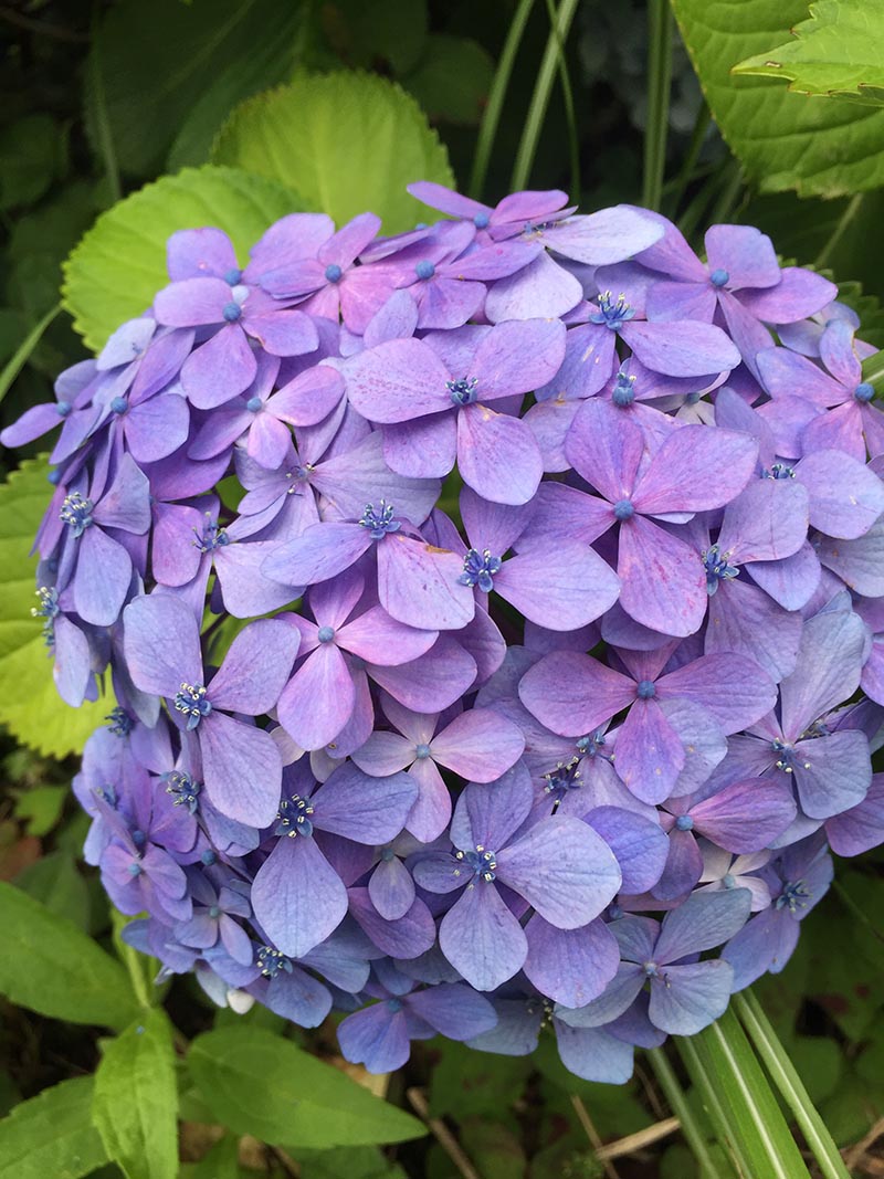 How to Grow Hydrangeas in North Texas The Garden Pixie