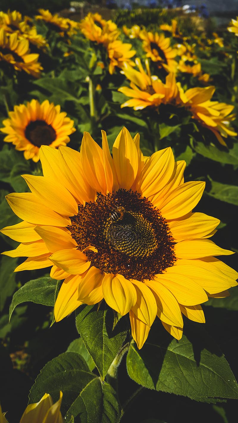 How to Grow Sunflowers in Texas The Garden Pixie