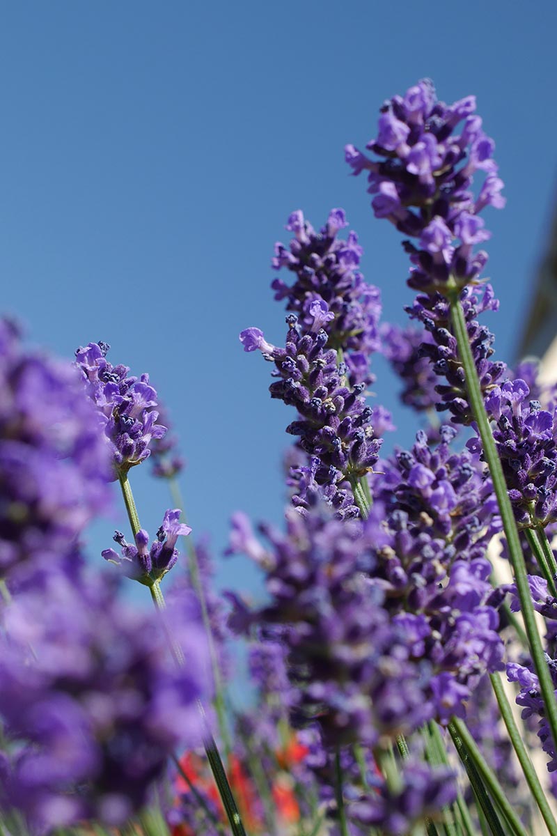 How to Grow Lavender in Texas The Garden Pixie