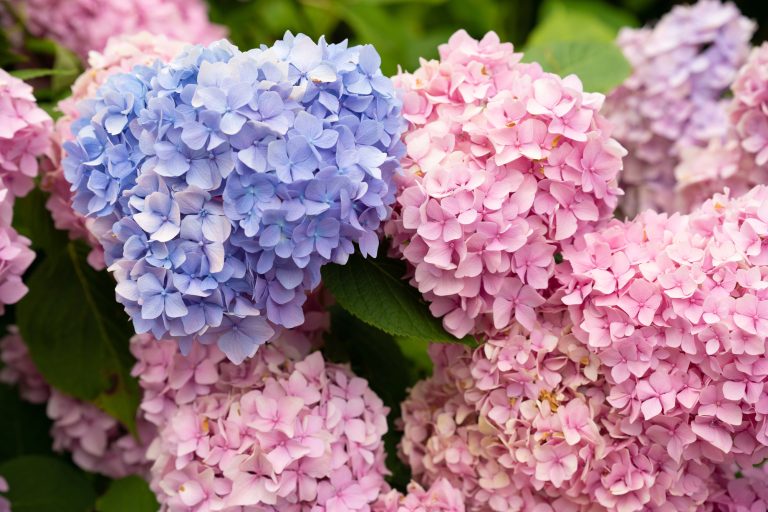 Hydrangea Dallas How to Successfully Grow Hydrangeas in Texas: Tips and Tricks - The ...