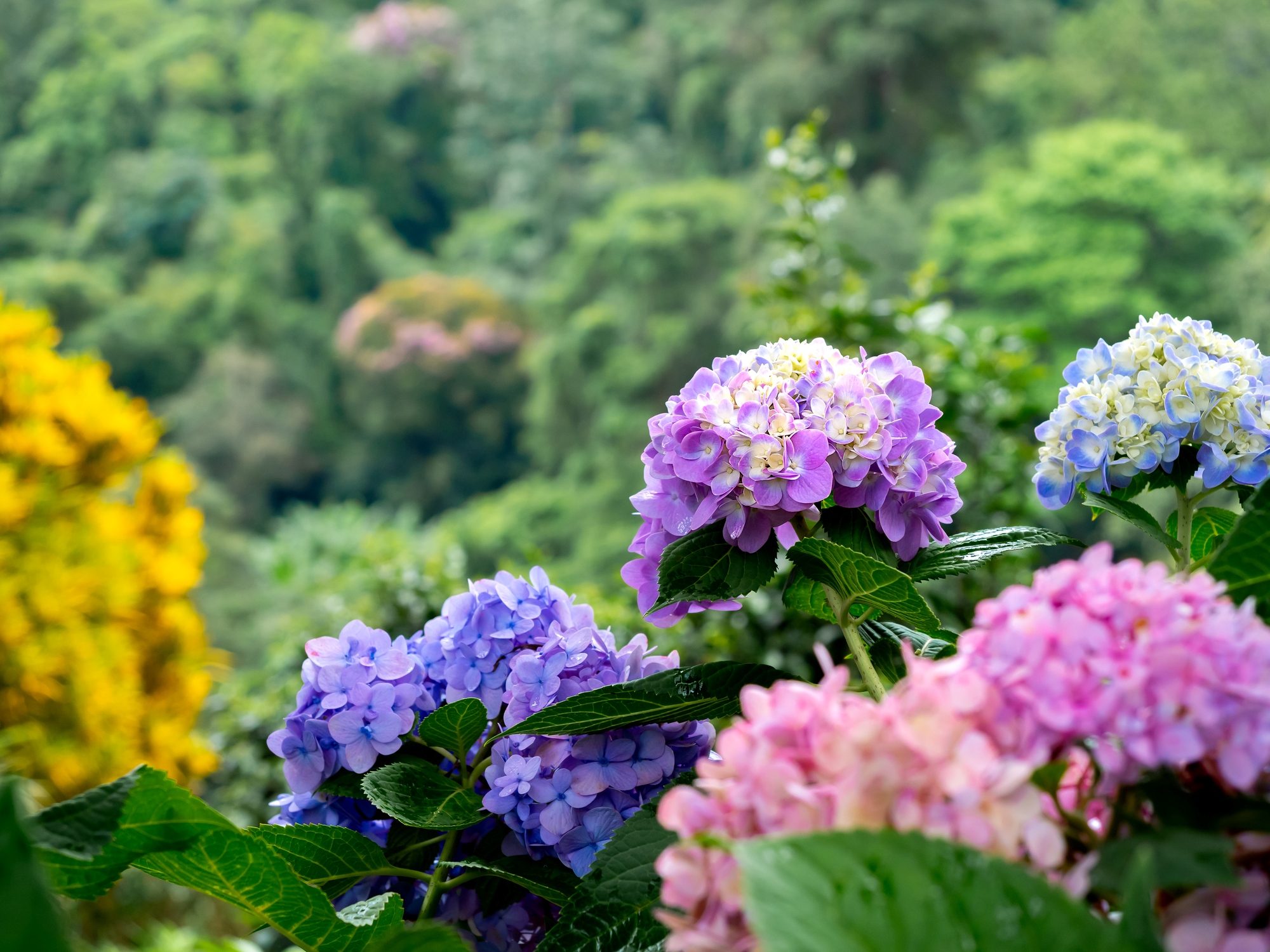 Hydrangea Dallas How to Successfully Grow Hydrangeas in Texas: Tips and Tricks - The ...