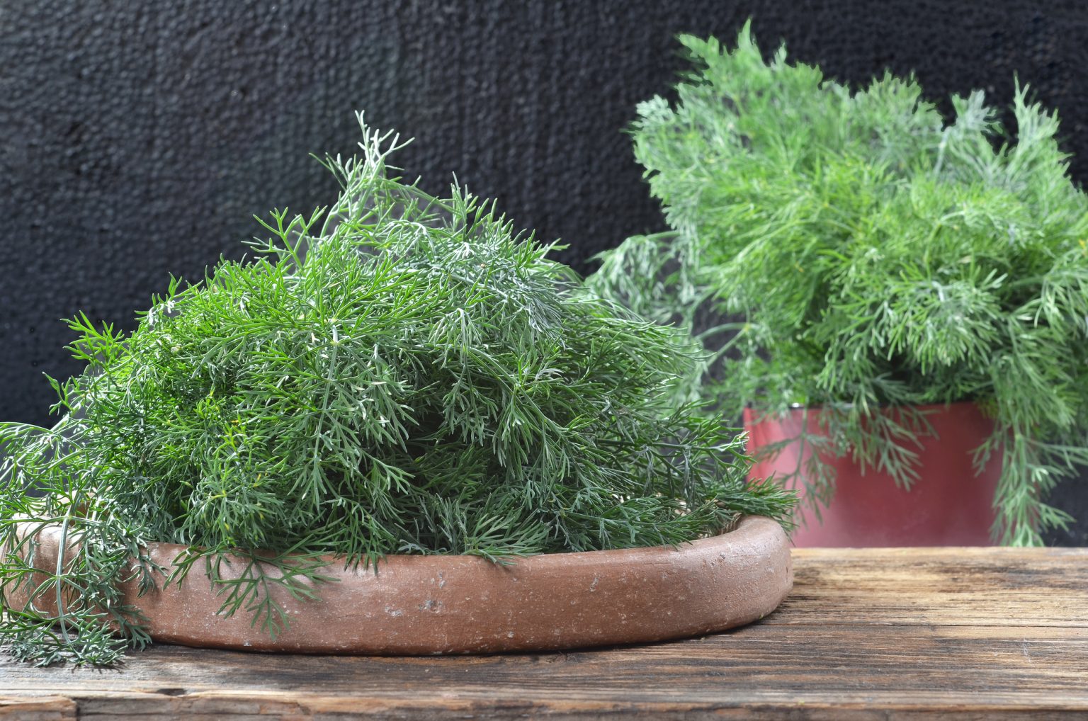 How to Grow Dill in Containers Tips and Tricks The Garden Pixie